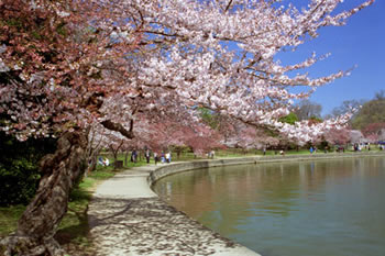 Cherry blossoms, Washington, DC.
