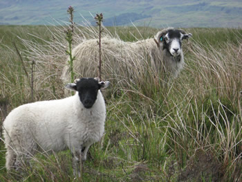 Two sheep.