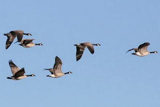 Wild geese.