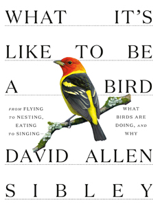 David Allen Sibley, What It’s Like to Be a Bird: From Flying to Nesting, Eating to Singing—What Birds Are Doing, and Why (New York: Knopf, 2020), 203pp. 