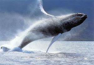 Breaching whale.