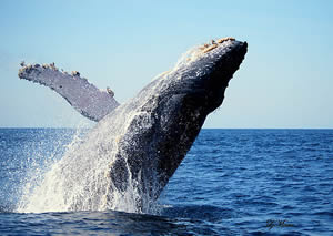 Breaching whale.