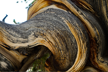 Bristlecone pine.