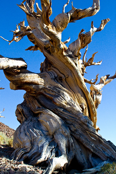 Bristlecone pine.