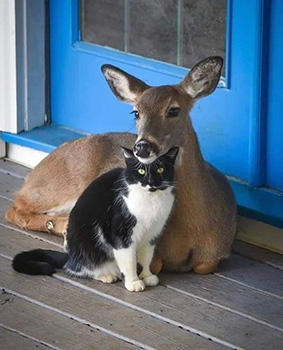 Cat and deer.