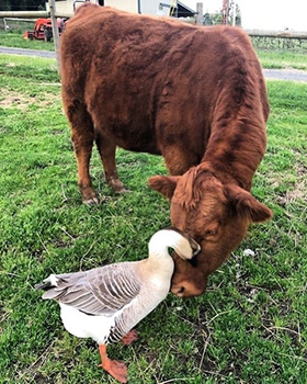 Cow and duck.