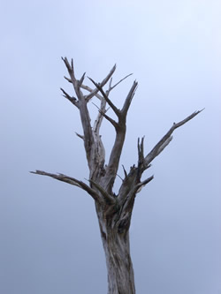 Dead tree.