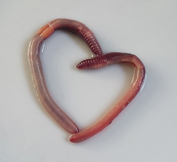 Earthworms in heart shape.