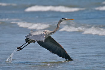 Great Blue Heron.