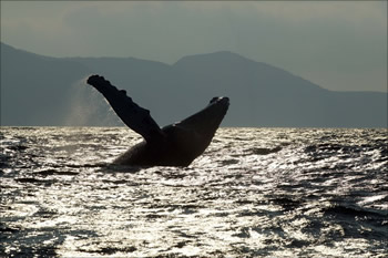 Humpback whale.