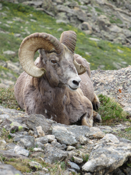 Ram in the Rocky Mountains.