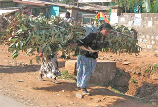 Woman carrying wood on her back.