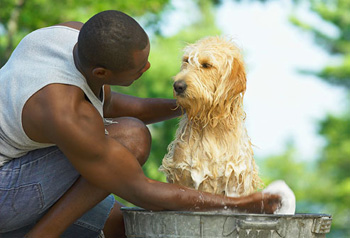 Man washing a dog.