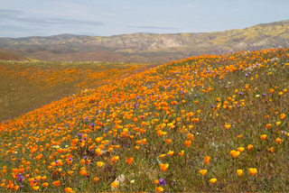 California wild flowers, spring 2010 by Bill Newsome.