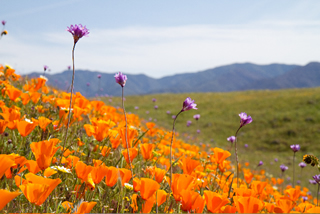 California wild flowers, spring 2010 by Bill Newsome.