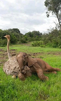 Ostrich and elephant.