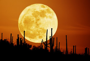 Saguaro moon.