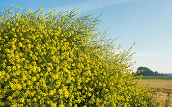 Black Mustard plants in bloom.