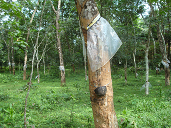 Kerala, India.