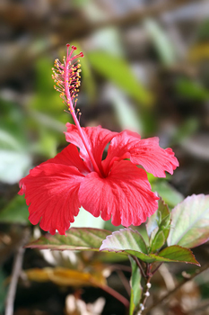 Hibiscus.