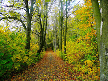 Path in the woods.