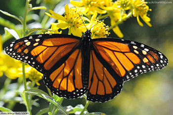Ryan Hagerty, Monarch Caterpillar.