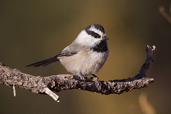 Christopher Taylor, Mountain Chickadee (2012).