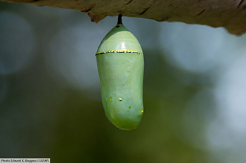 Ryan Hagerty, Monarch Caterpillar.