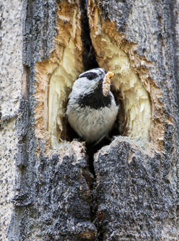Danita Delmont, Mountain Chickadee in Nest Cavity.