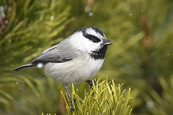 Rachel Ames, Mountain Chickadee Calls from a Ponderosa Pine Tree.