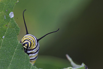 Ryan Hagerty, Monarch Caterpillar.